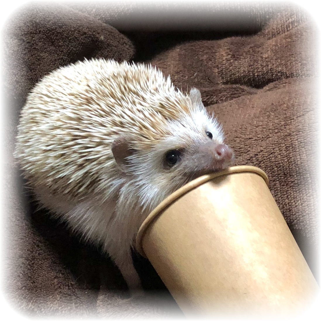 愛鼠うにの写真