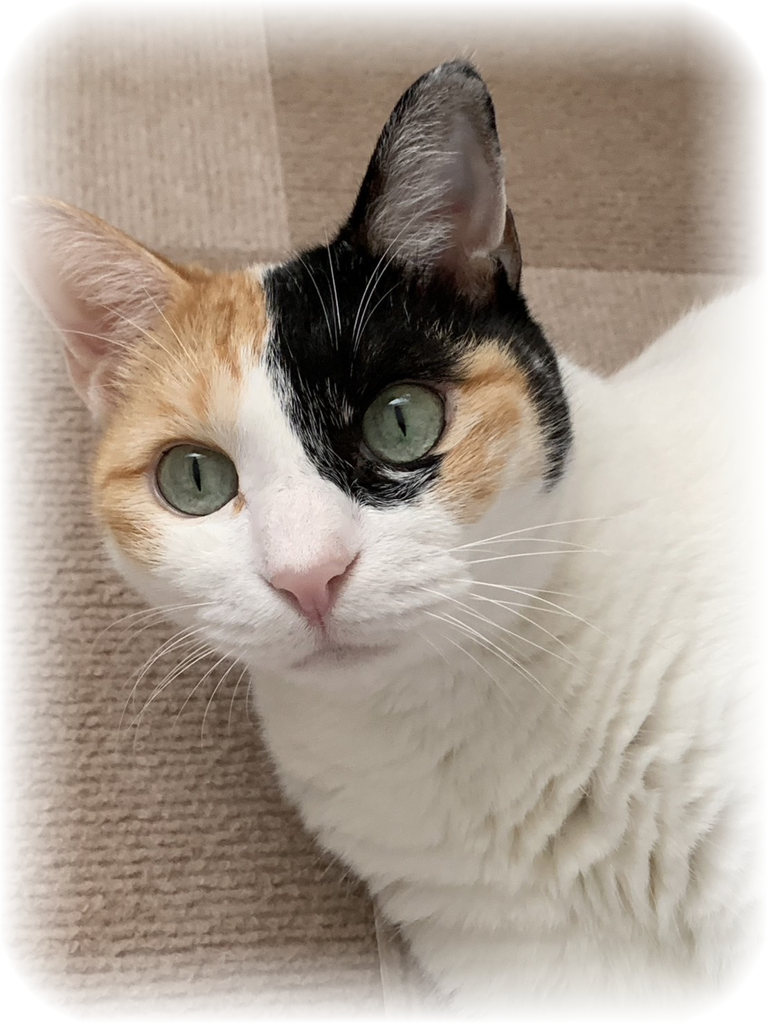亡くなった猫の写真
