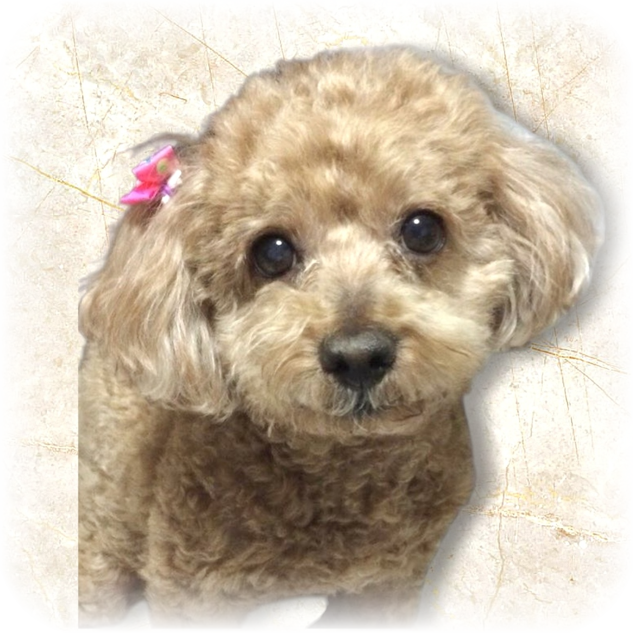 愛犬の写真