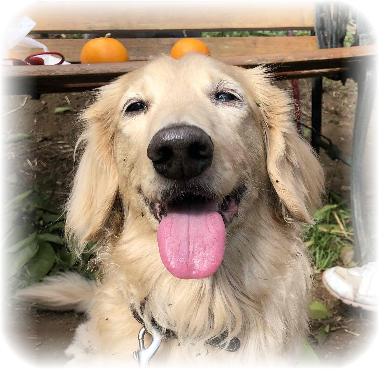 亡くなった愛犬スクイズくんの写真