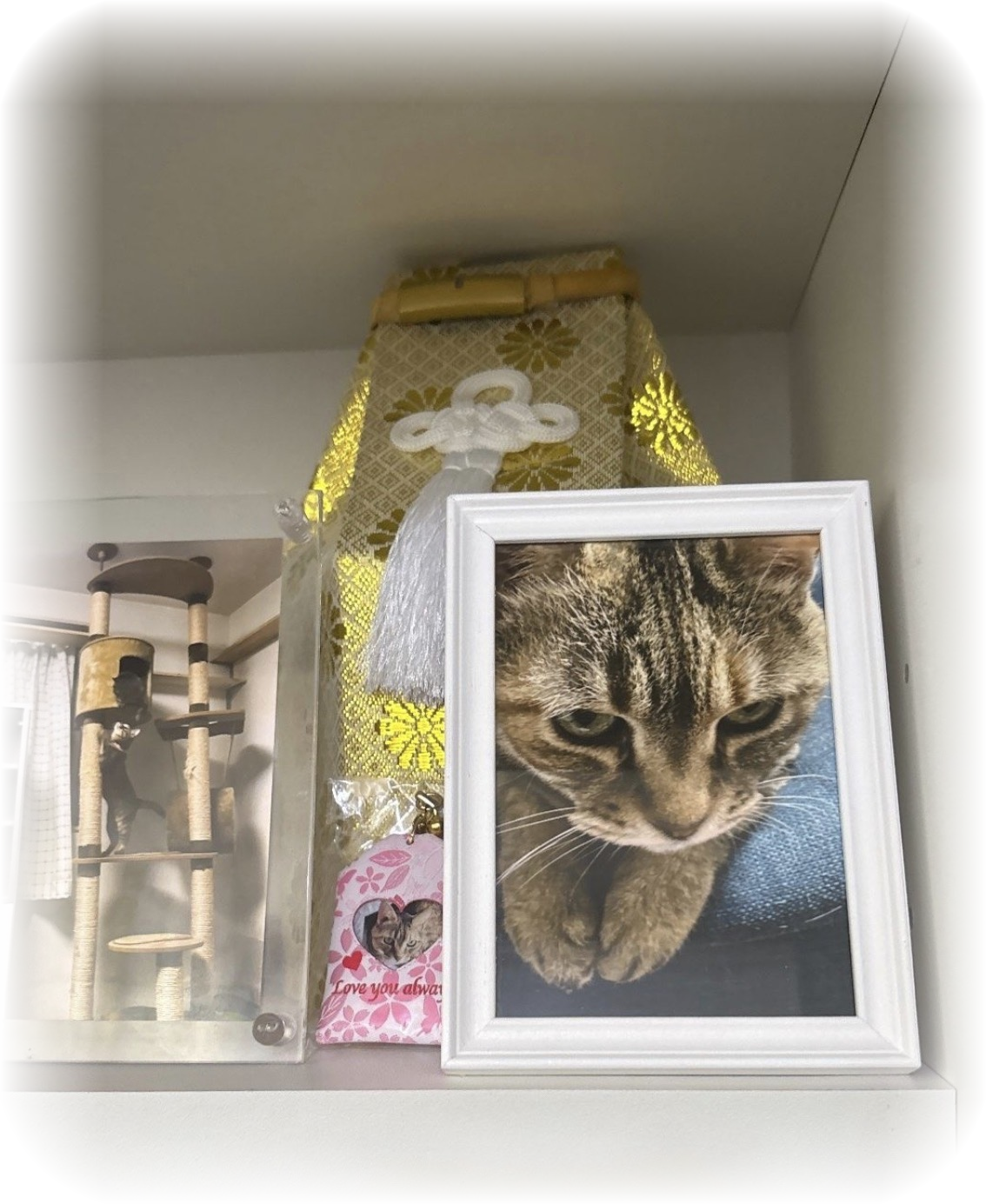 猫の骨壷の写真