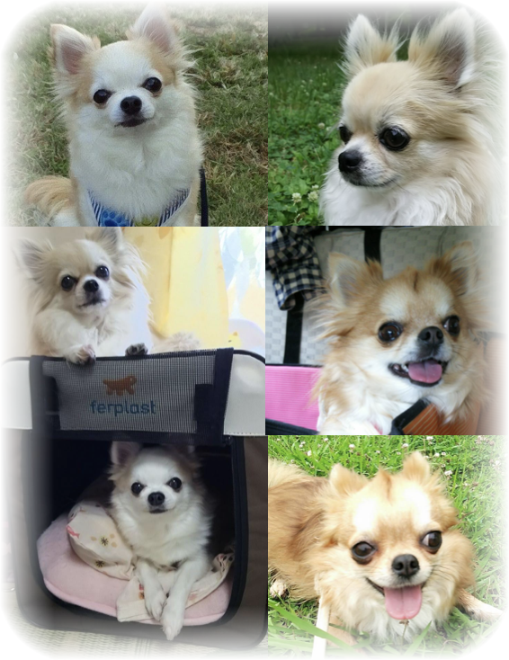 亡くなった愛犬うめ吉くんの写真