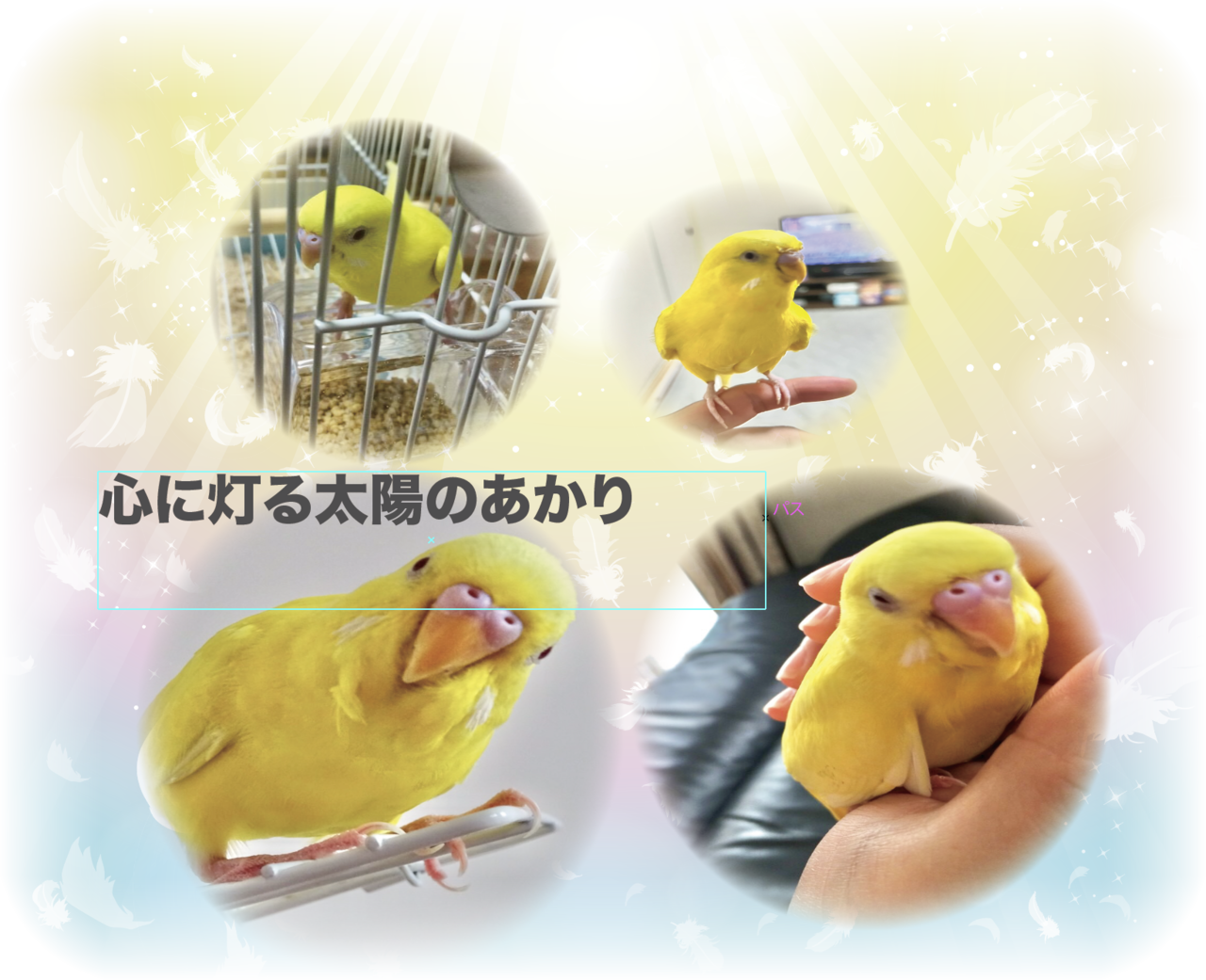 亡くなった愛犬うめ吉くんの写真