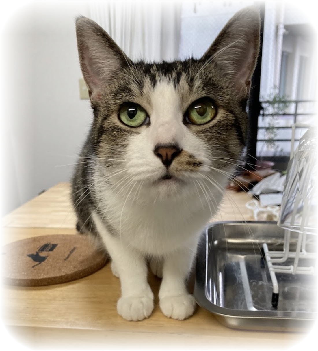 亡くなった愛猫 キノコちゃんの写真