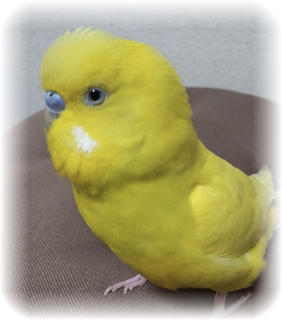 亡くなったセキセイインコの写真