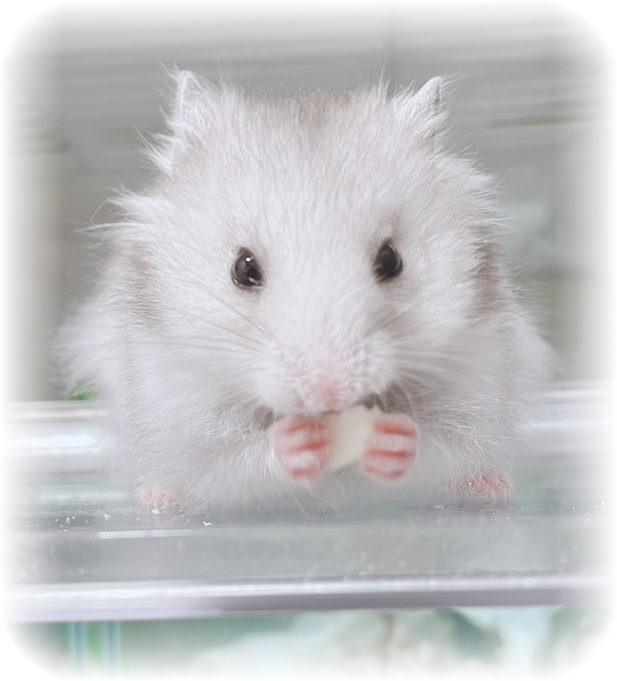 ハムスター,ころもちゃんの写真