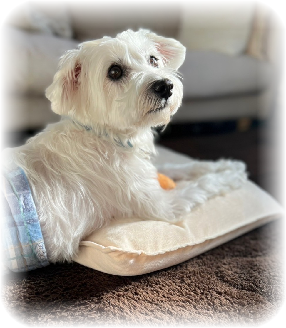 亡くなった愛犬ダダくんの写真