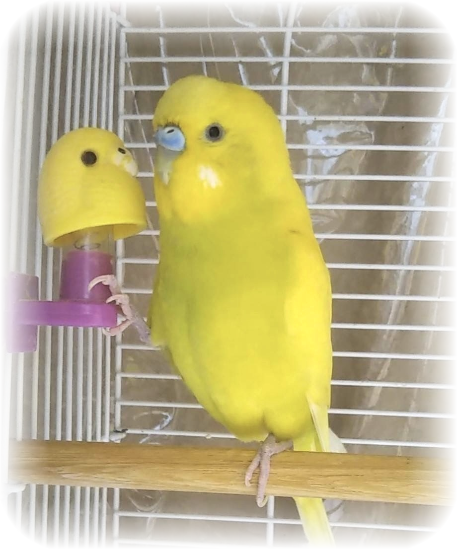 愛鳥 ちゅぴの画像