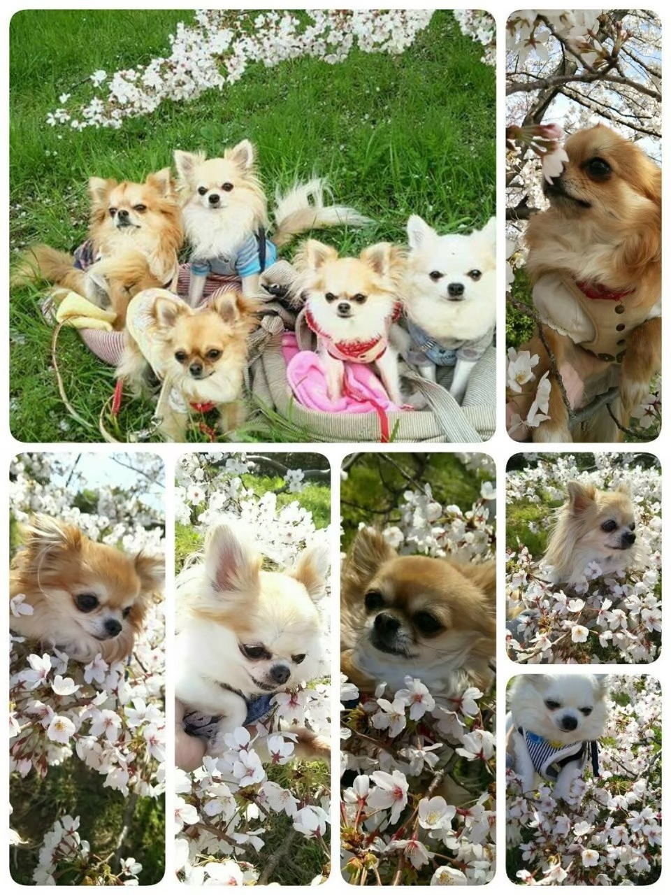 亡くなった愛犬うめ吉くんの写真