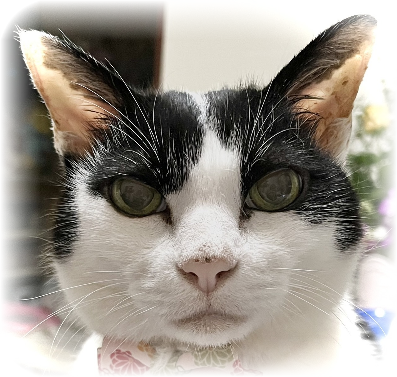 猫の写真